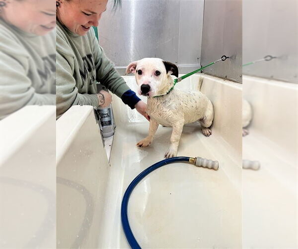 Medium Photo #3 Mutt Puppy For Sale in Gloversville, NY, USA