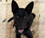 Small German Shepherd Dog Mix