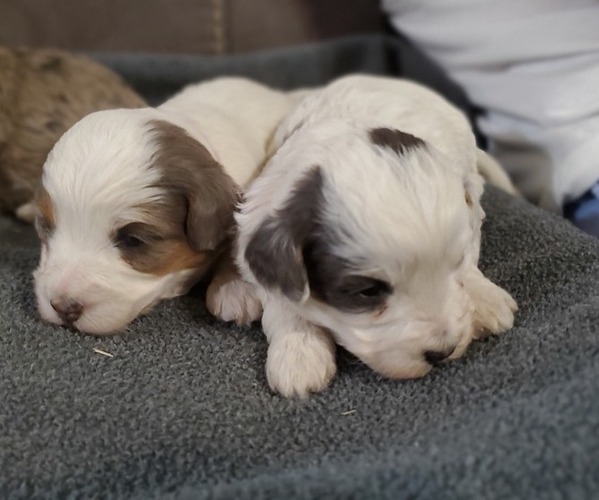 Medium Photo #19 Bernedoodle (Miniature) Puppy For Sale in LEETONIA, OH, USA