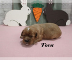 Small #2 Cavalier King Charles Spaniel