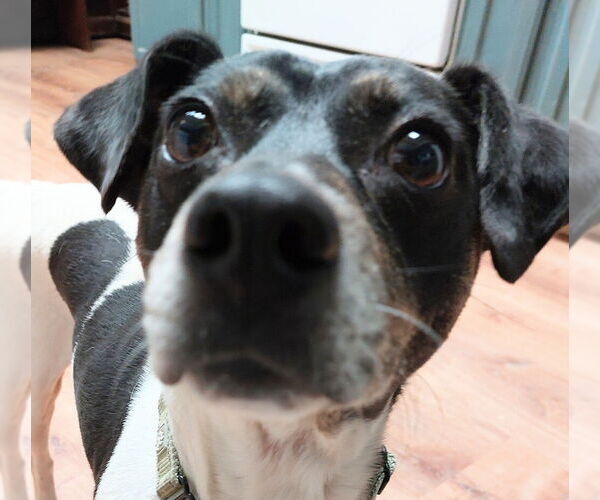 Medium Photo #2 Rat Terrier-Unknown Mix Puppy For Sale in Boston, MA, USA