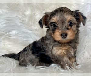 YorkiePoo Puppy for sale in AQUILLA, TX, USA