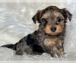 Small Photo #1 YorkiePoo Puppy For Sale in AQUILLA, TX, USA