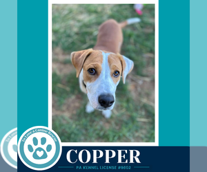 Copper 102426 - Male Mutt Dog for Adoption - Photo #4
