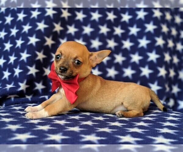 Medium Photo #4 Chihuahua Puppy For Sale in KIRKWOOD, PA, USA