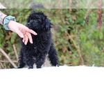 Small #36 Poodle (Miniature)