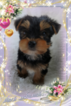 Small Photo #2 Yorkshire Terrier Puppy For Sale in DOUGLAS, GA, USA