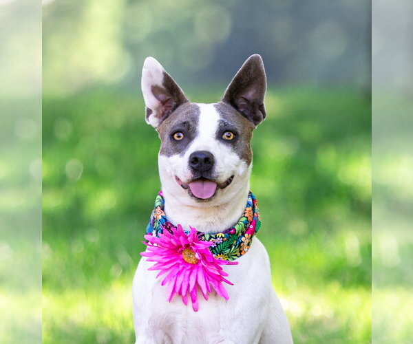 Medium Photo #1 Mutt Puppy For Sale in Unionville, PA, USA
