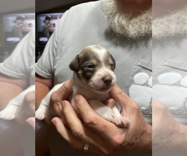 Medium Photo #6 Schnauzer (Miniature) Puppy For Sale in WESTMINSTER, SC, USA