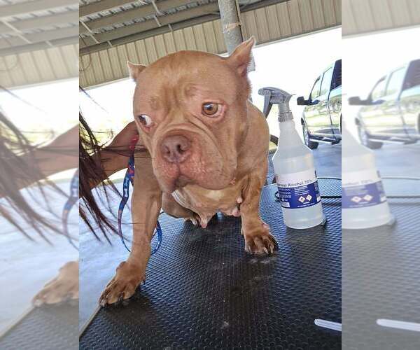 Medium Photo #3 American Pit Bull Terrier-Unknown Mix Puppy For Sale in New York, NY, USA