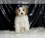 Small #1 Cavapoo