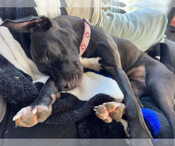 Medium Photo #33 American Pit Bull Terrier-Unknown Mix Puppy For Sale in Germantown, OH, USA