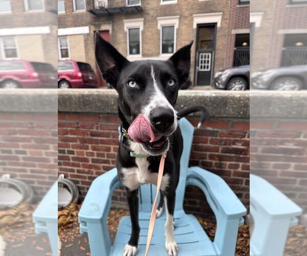 Medium Photo #8 Collie-Unknown Mix Puppy For Sale in Boston, MA, USA