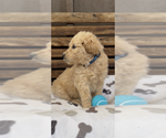 Small #26 Goldendoodle