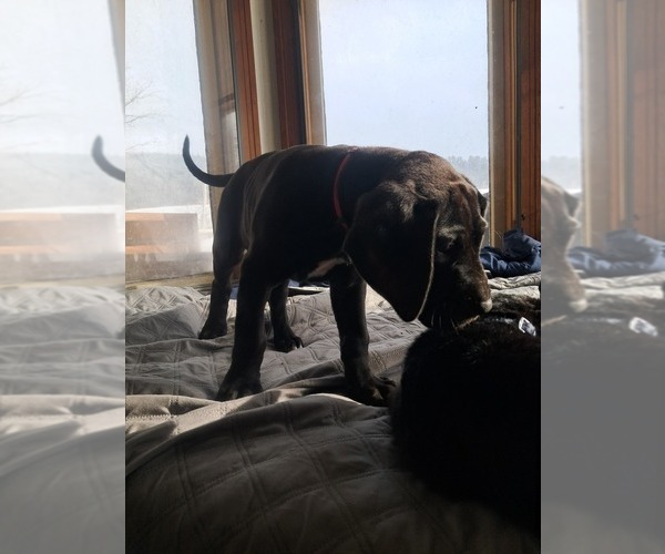 Medium Photo #1 Daniff Puppy For Sale in RICHFIELD SPRINGS, NY, USA