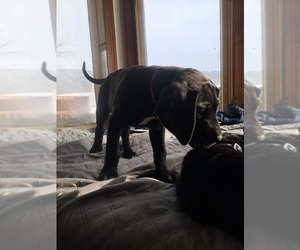 Daniff Litter for sale in RICHFIELD SPRINGS, NY, USA