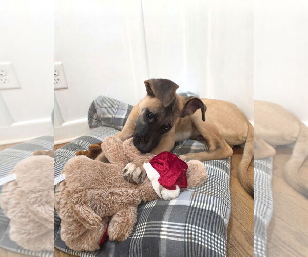 Medium Photo #1 Great Dane-Unknown Mix Puppy For Sale in Thomasville, NC, USA