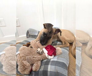 Great Dane-Unknown Mix Dogs for adoption in Thomasville, NC, USA