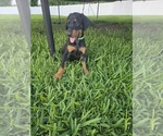 Small #7 Doberman Pinscher