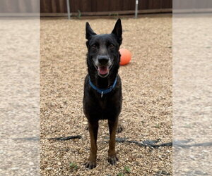 Mutt Dogs for adoption in Imlay City, MI, USA