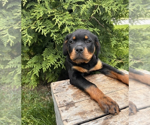 Medium Photo #2 Rottweiler Puppy For Sale in MIDDLEBURY, IN, USA