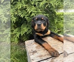 Small #1 Rottweiler