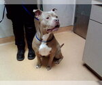RAIDER - Male Mutt Dog for Adoption - Small photo