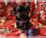 Small Photo #16 Yorkshire Terrier Puppy For Sale in JOHNSTON CITY, IL, USA