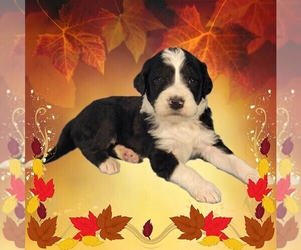 Medium Photo #27 Bernedoodle Puppy For Sale in BLACK FOREST, CO, USA