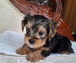 Puppy Bolte Yorkshire Terrier