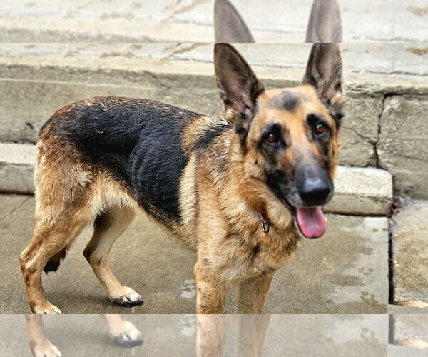 Medium Photo #6 German Shepherd Dog Puppy For Sale in Chicago, IL, USA