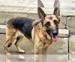Small #5 German Shepherd Dog