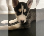 Small Photo #10 Siberian Husky Puppy For Sale in FLAT ROCK, MI, USA