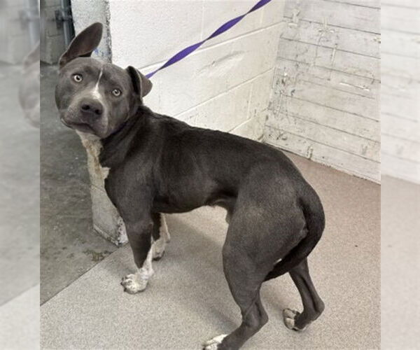 Medium Photo #1 Mutt Puppy For Sale in San Bernardino, CA, USA