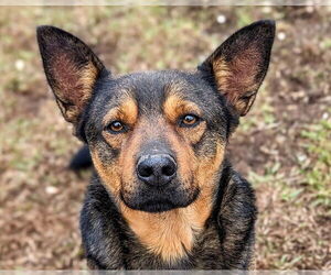 Mutt Dogs for adoption in Anniston, AL, USA