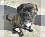 Small #1 Frenchie Pug