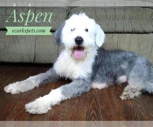 Mother of the Sheepadoodle puppies born on 07/20/2020