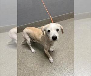 Mutt Dogs for adoption in Las Vegas, NV, USA
