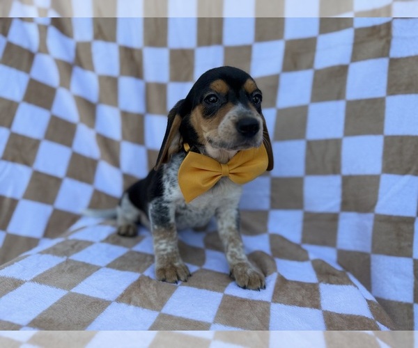 Medium Photo #5 Beagle Puppy For Sale in LAKELAND, FL, USA