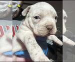 Image preview for Ad Listing. Nickname: Bully litter