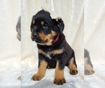 Small #5 Rottweiler