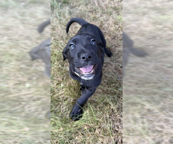 Medium Photo #4 Labrador Retriever-Unknown Mix Puppy For Sale in Duluth, MN, USA