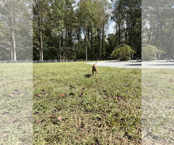 Medium Photo #11 American Pit Bull Terrier-Unknown Mix Puppy For Sale in Holly Springs, NC, USA