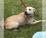 Small #2 Labrador Retriever Mix