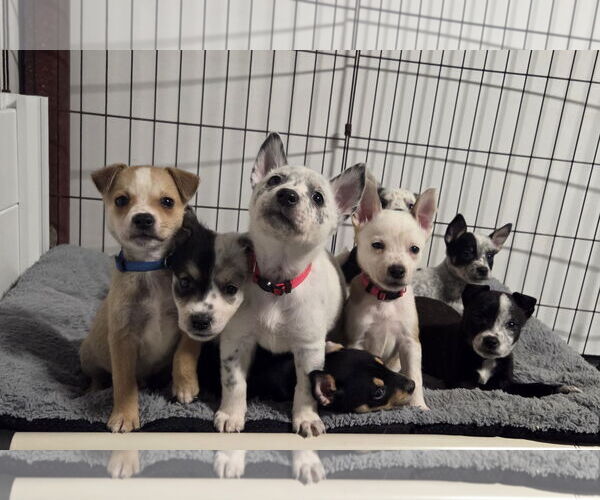 Medium Photo #8 Mutt Puppy For Sale in Garden City, NY, USA