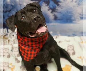 Mutt Dogs for adoption in Placerville, CA, USA