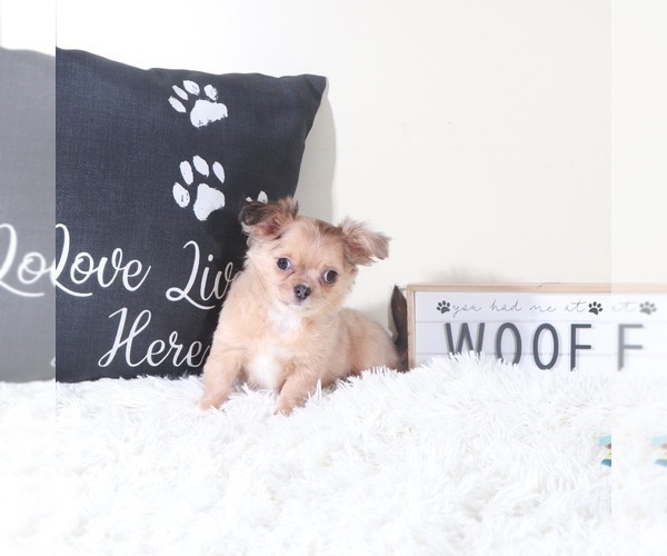 Medium Photo #2 Chihuahua Puppy For Sale in MOUNT VERNON, OH, USA