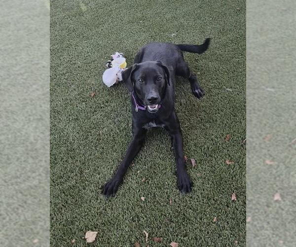 Medium Photo #1 Labrador Retriever-Unknown Mix Puppy For Sale in Elk Grove, CA, USA