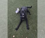 Small Labrador Retriever Mix
