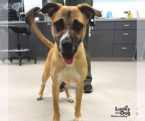 Rihanna - Female Labrador Retriever-Unknown Mix Dog for Adoption - Photo #2